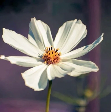 Fiore Cosmos